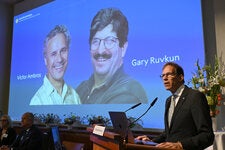 Victor Ambros y Gary Ruvkun recibieron el Premio Nobel de Medicina por su descubrimiento del microARN, que interviene en el desarrollo de los organismos y la regulación de los genes.