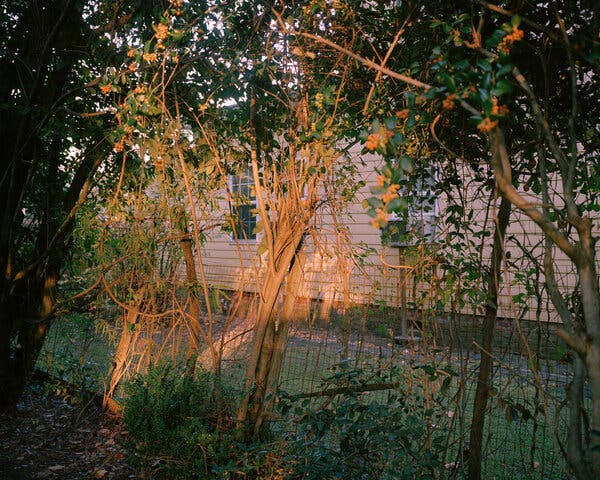 An atmospheric photograph of a fence with vines growing across it in the backyard of a house, at dusk.